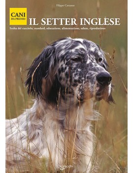 SETTER INGLESE (IL)